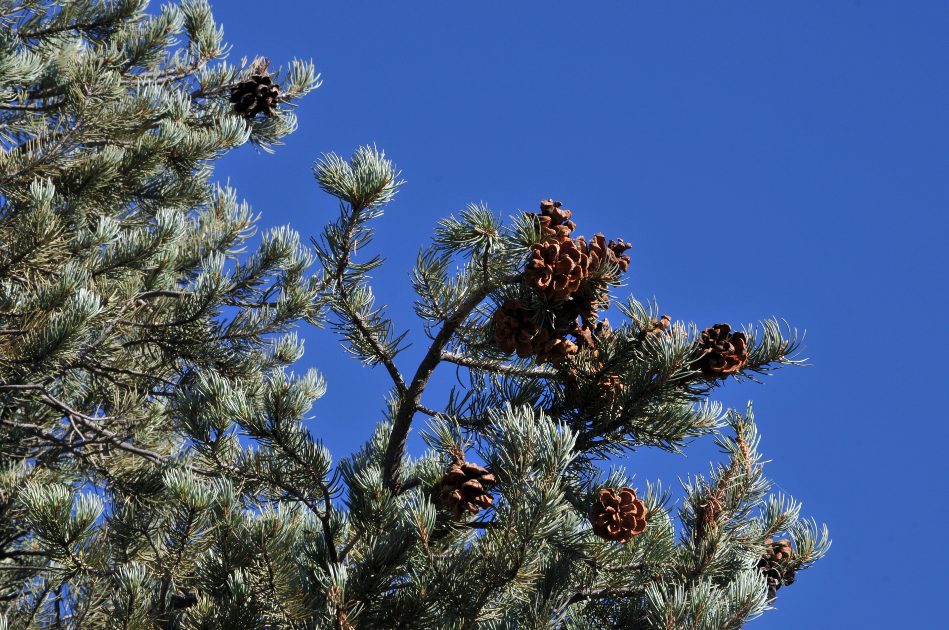 pine cone pine cones pine tree free photo