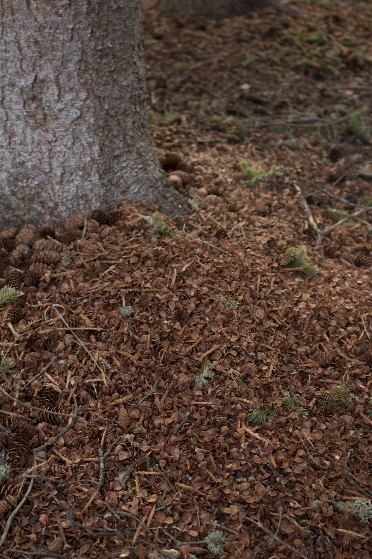 pine cones needles free photo