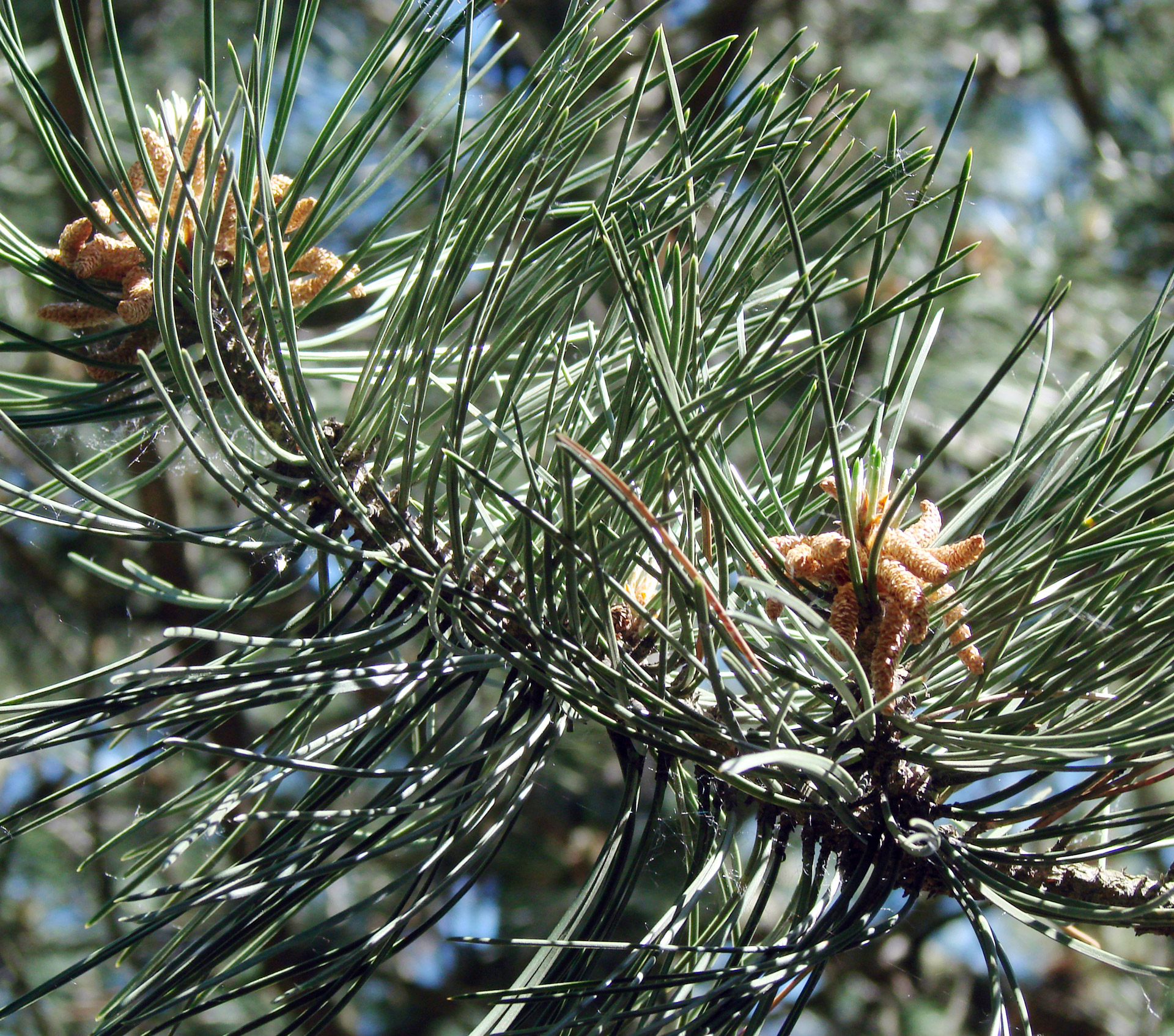 pine tree new growth pine cones emerging free photo