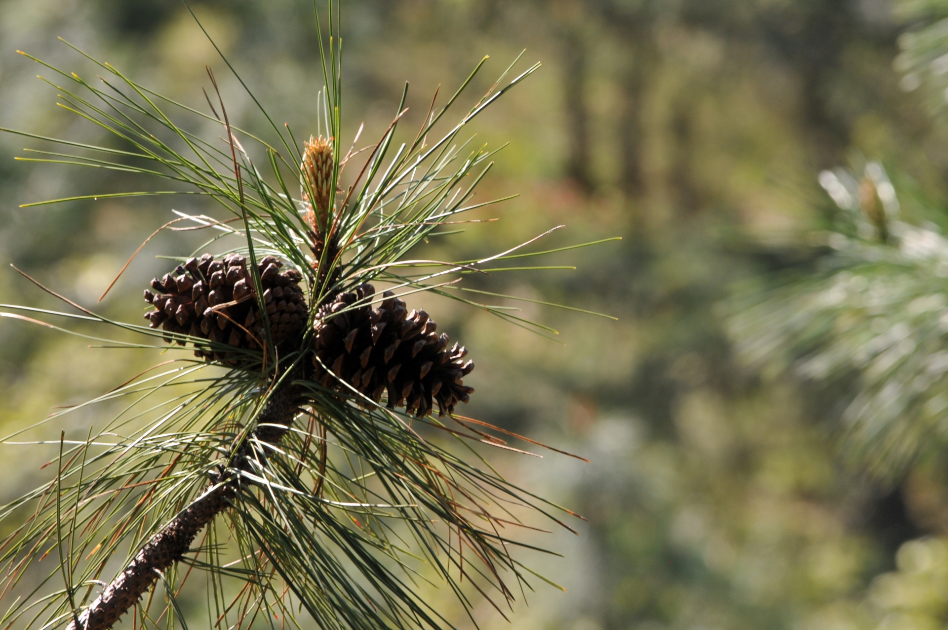 pine cones pine tree pinecone free photo