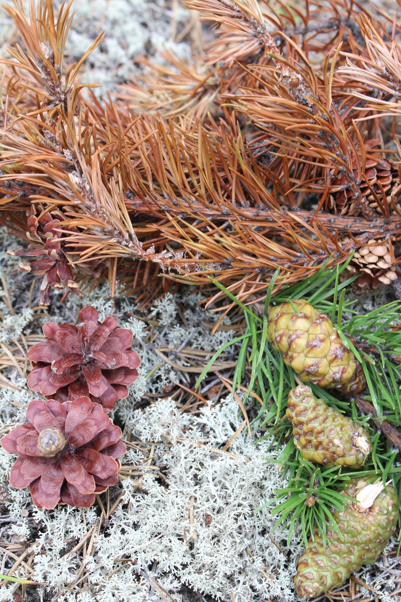 pine cones needles free photo