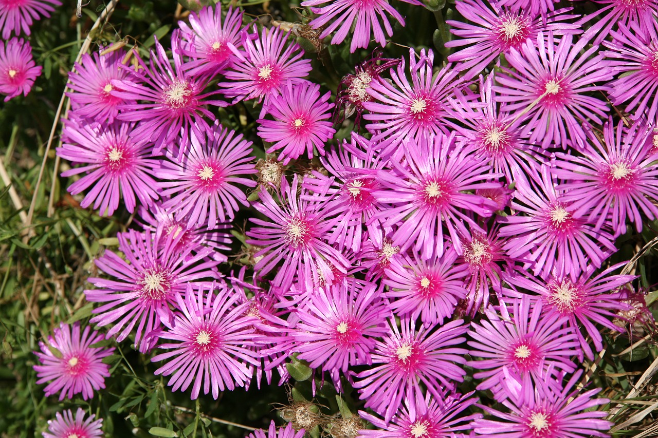 pine country flowers plants free photo