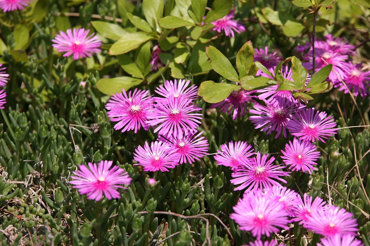 pine country flowers plants free photo