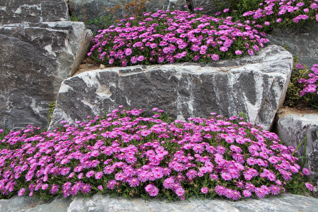 pine country flowers plants free photo