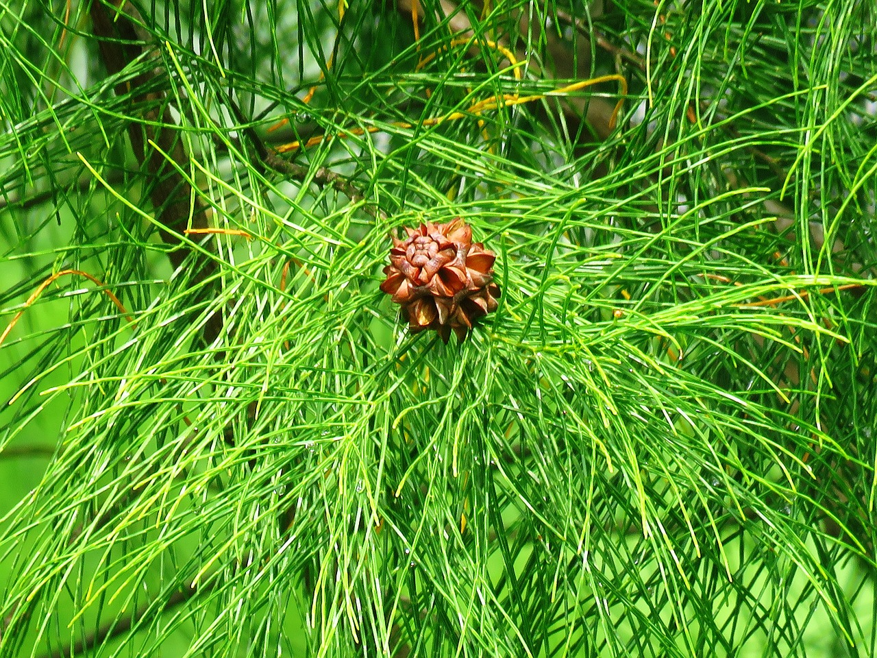 pine flower pine pine leaf free photo