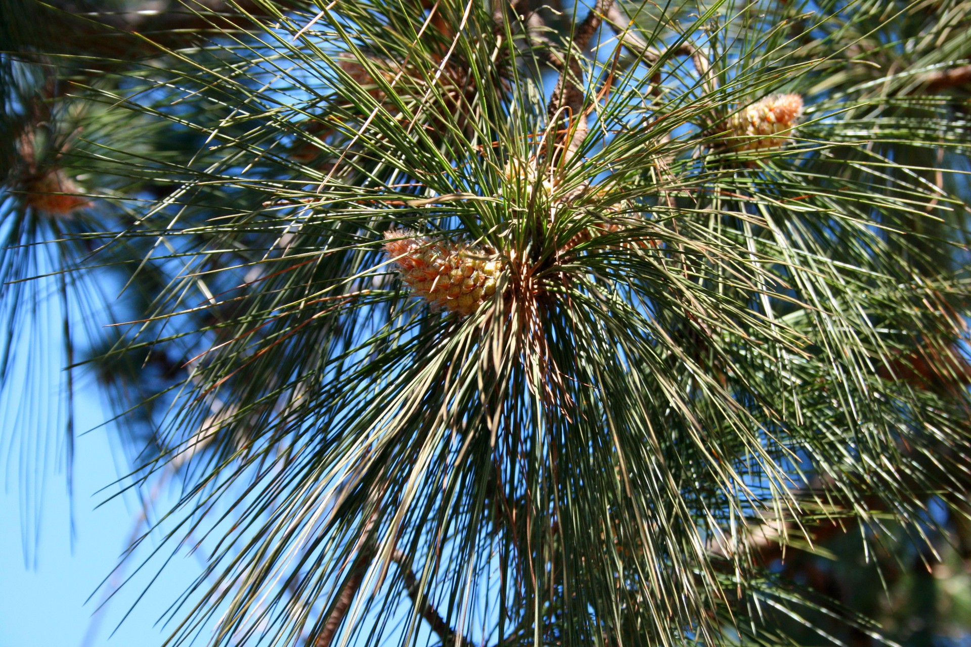 tree pine flower free photo