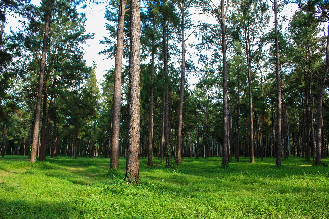 pine forest view forest free photo