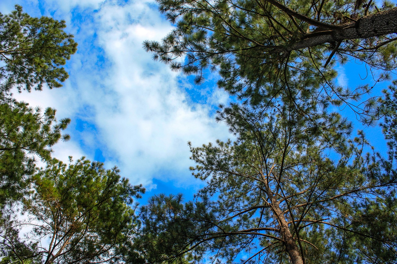 pine forest view forest free photo