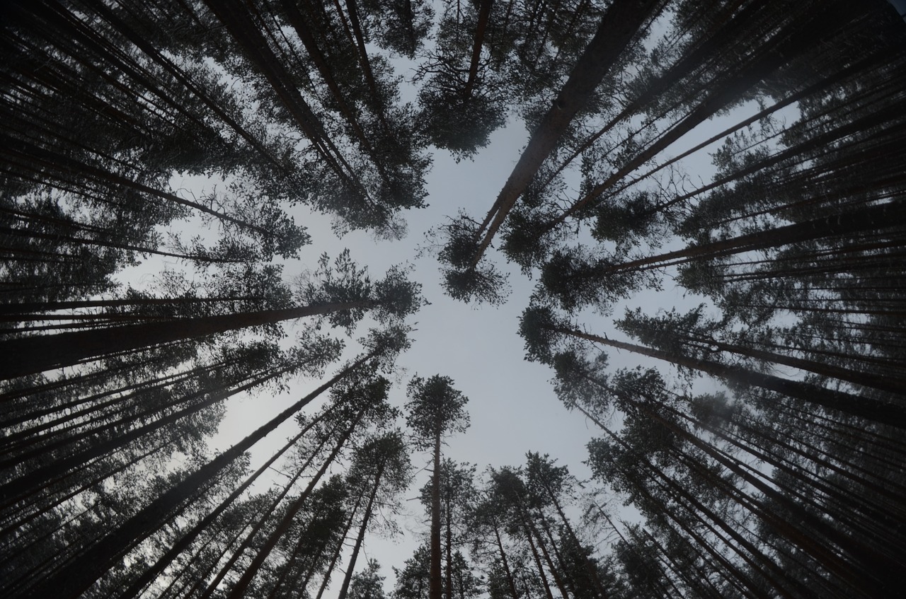 pine forest winter wood free photo