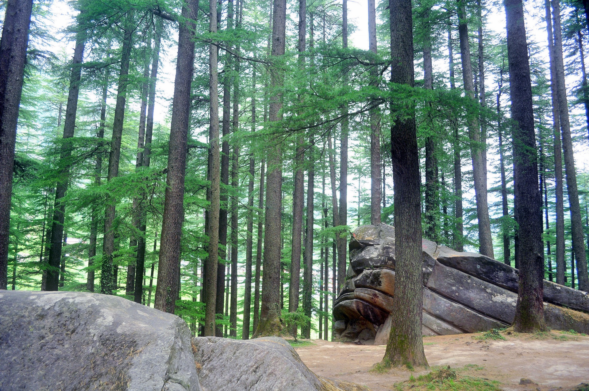 pine forest himalaya free photo