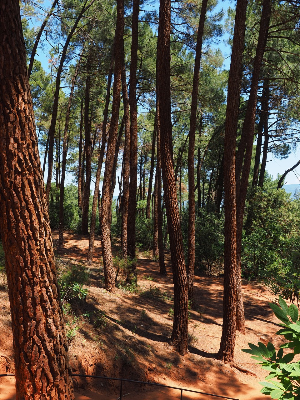 pine forest pine trees free photo