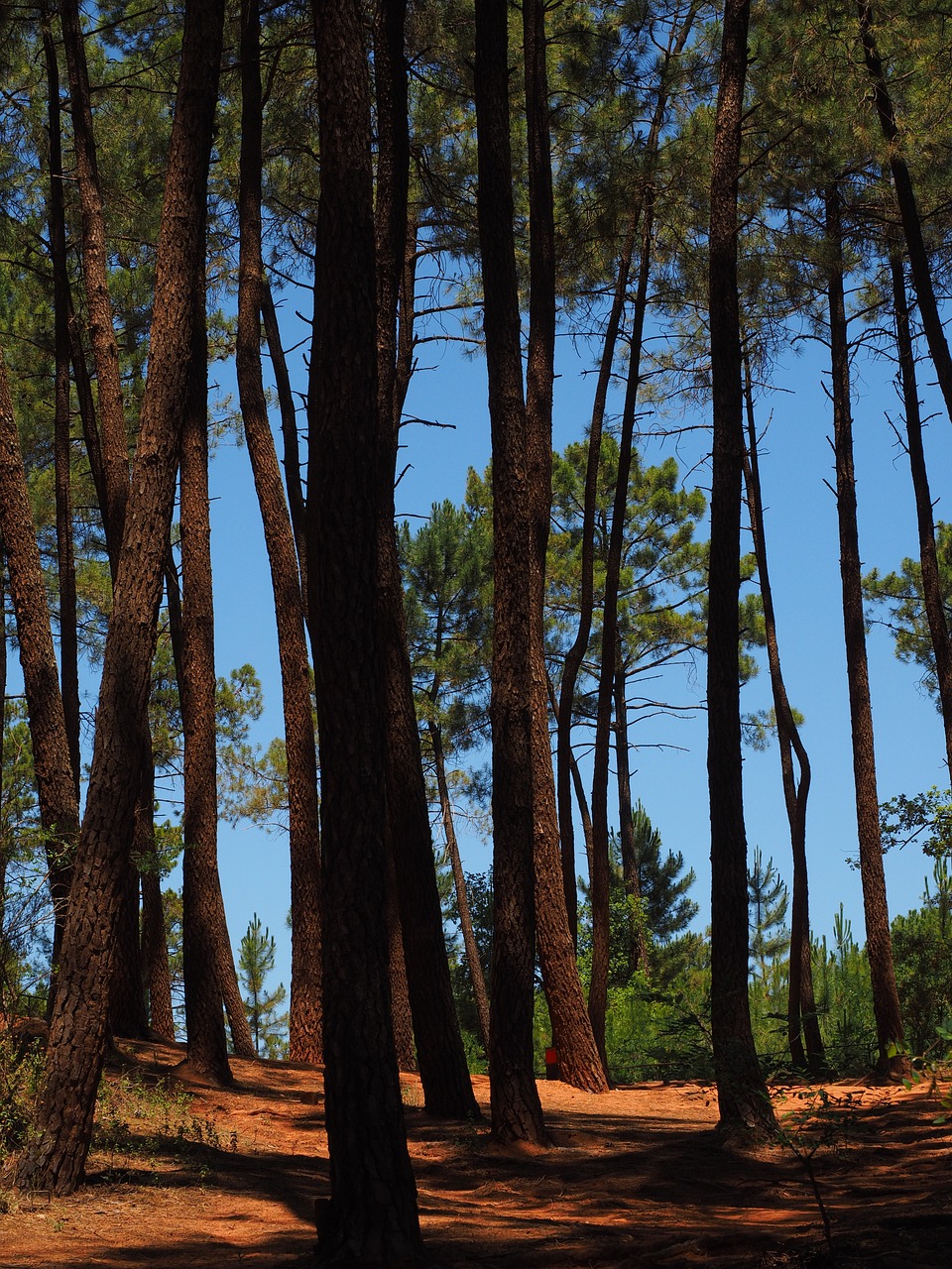 pine forest pine trees free photo