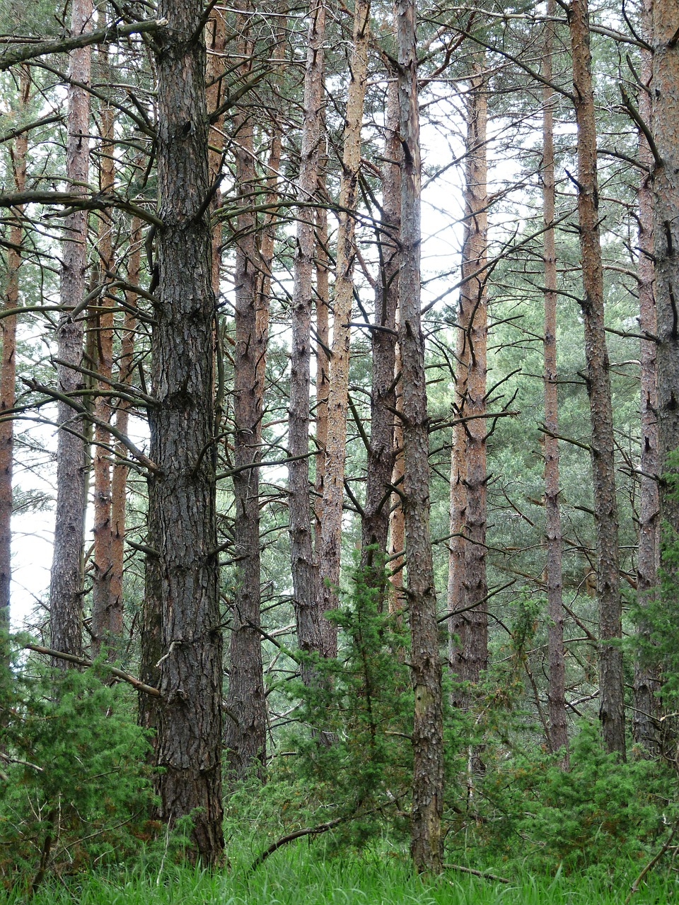 pine forest forest trees free photo