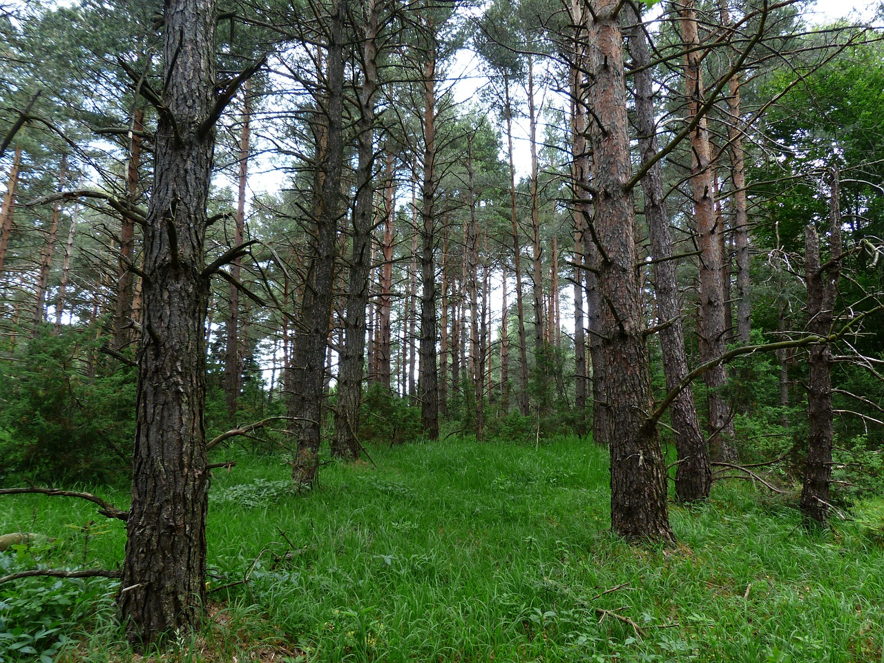 pine forest forest trees free photo