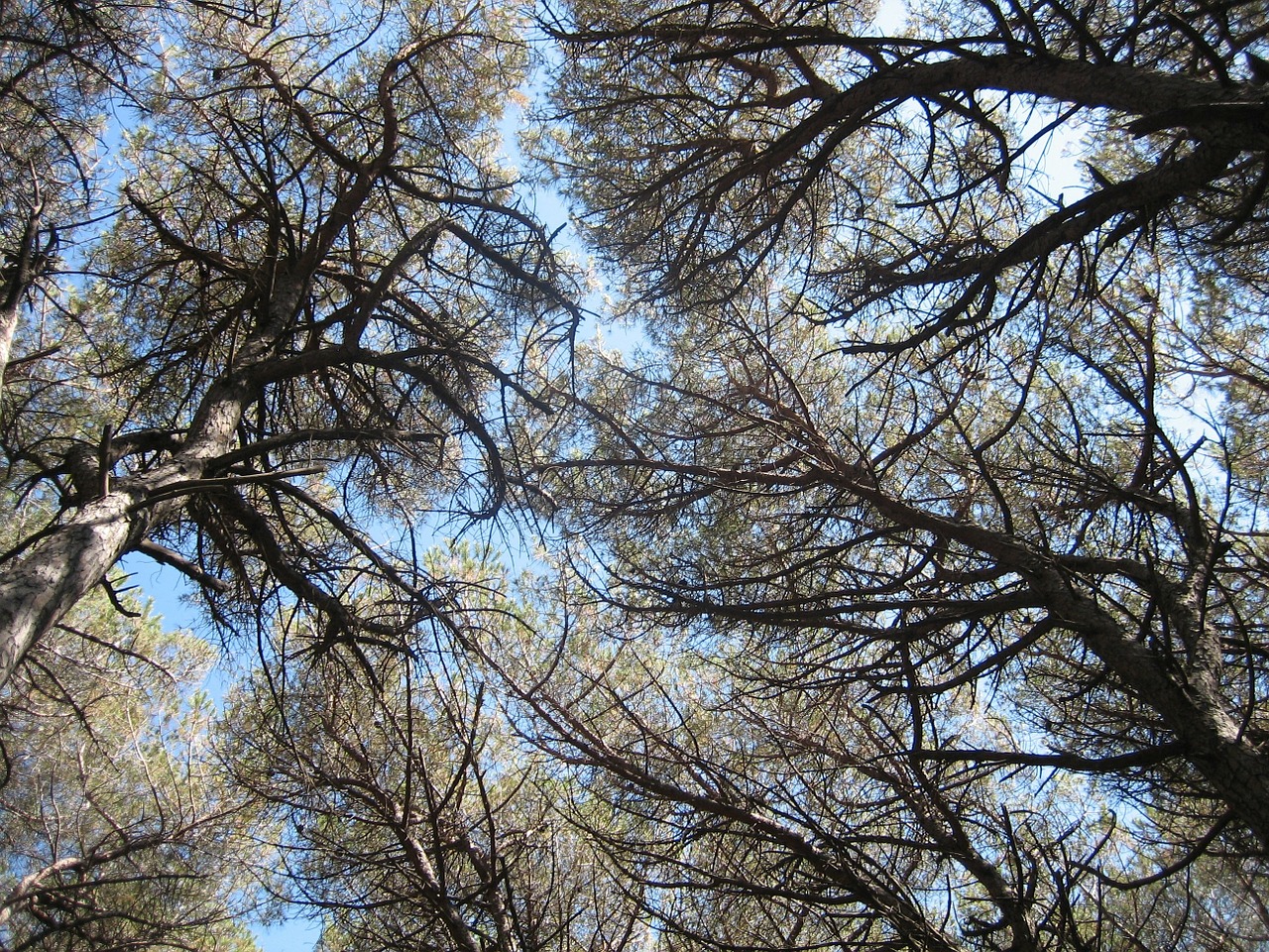 pine forest canopy tuscany free photo