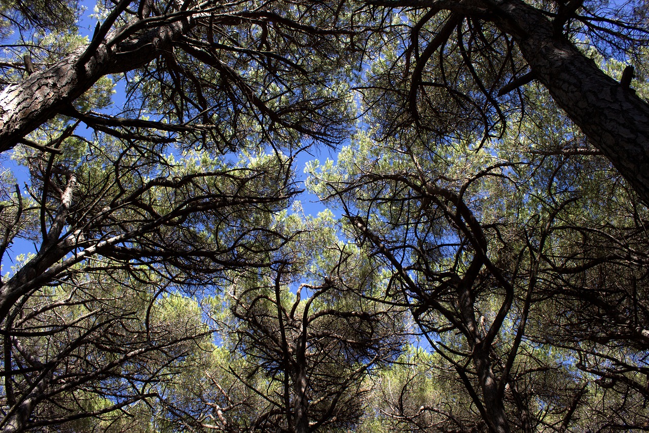 pine forest tuscany sea free photo