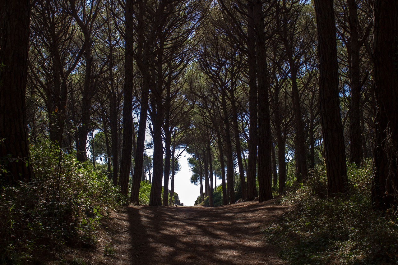 pine forest away forest path free photo
