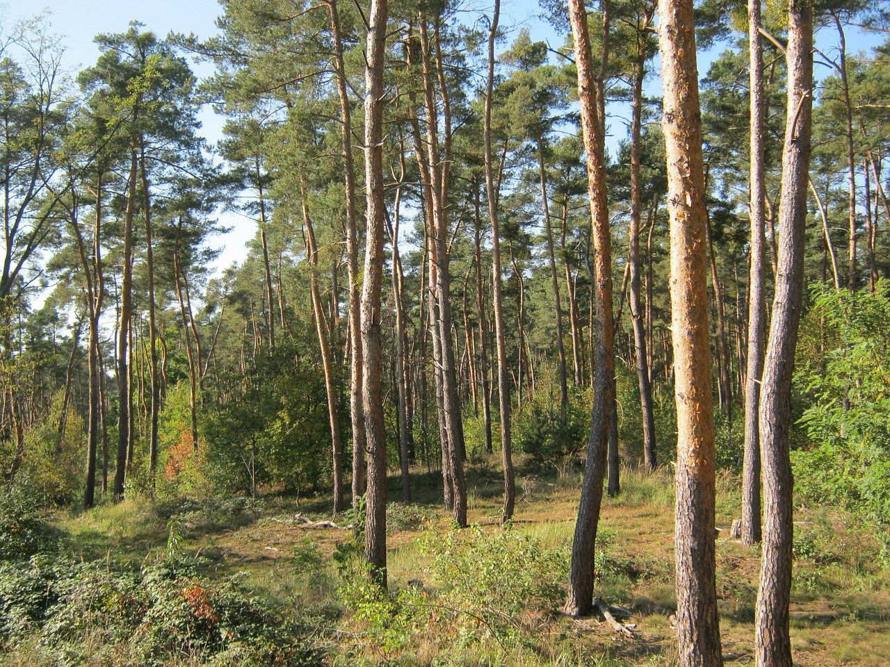 pine forest forest palatinate free photo