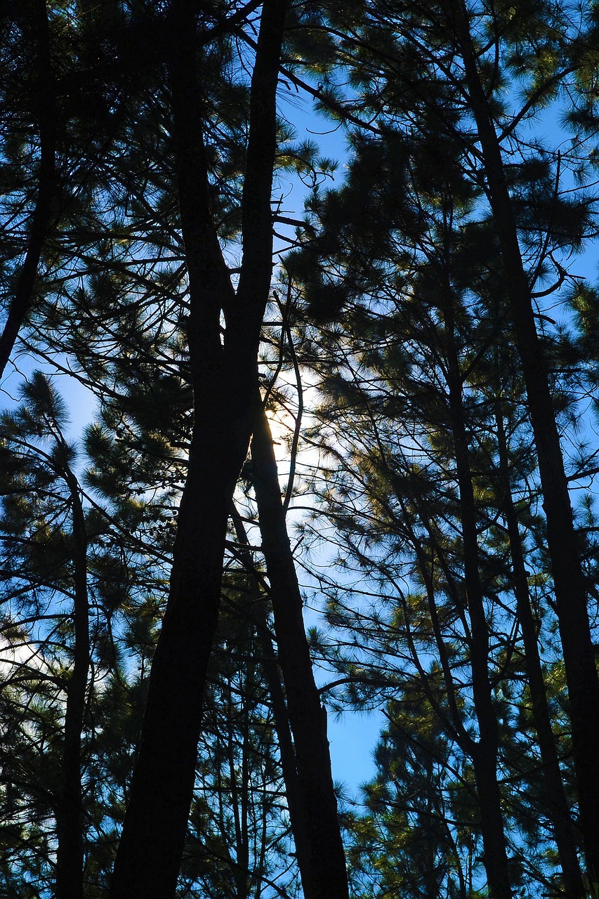 pine forest back light silhouette free photo