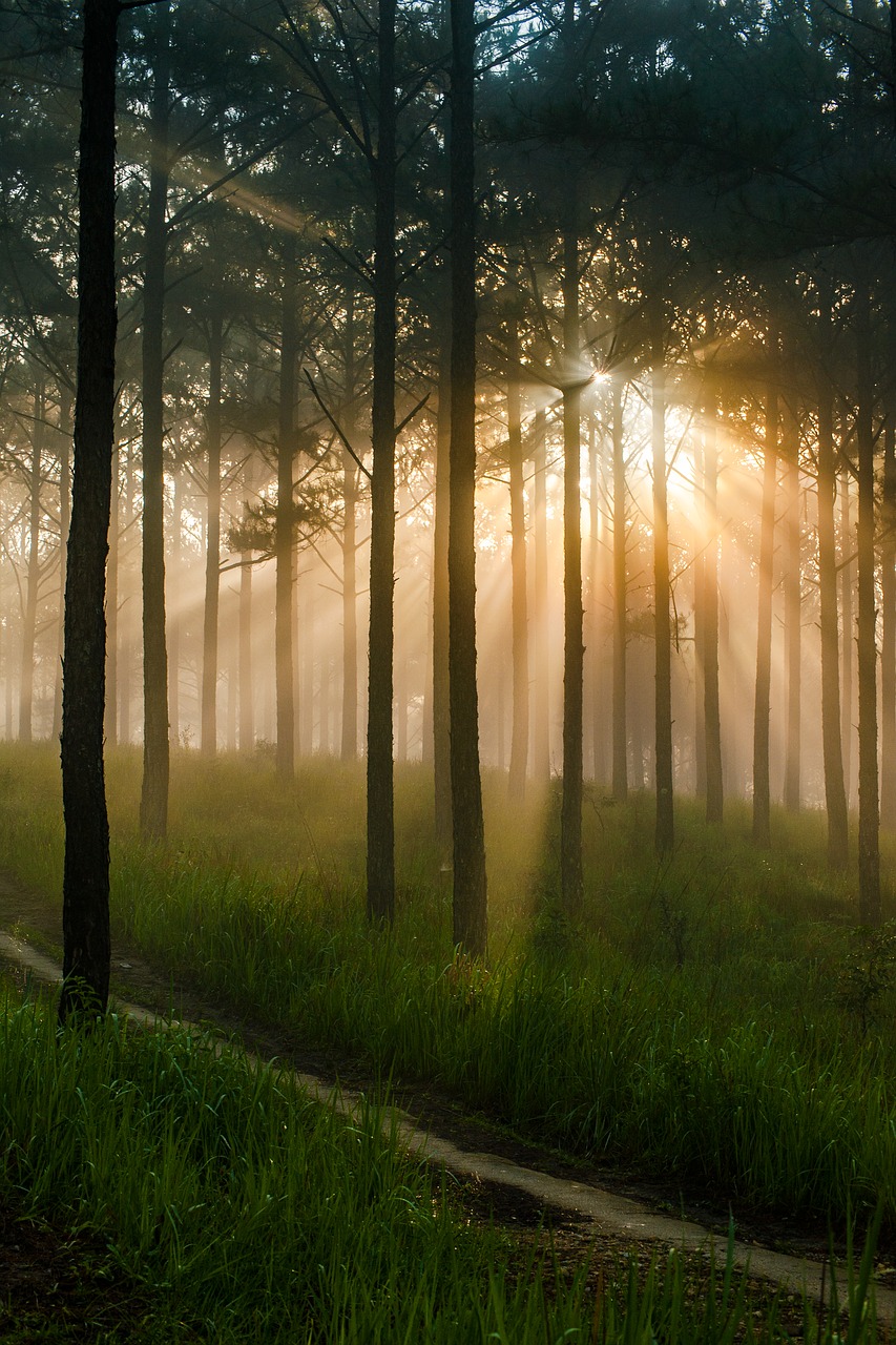 pine forest mist sunshine free photo