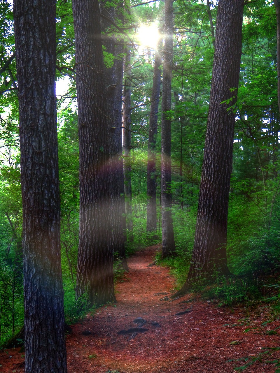 pine forest forest mystic free photo