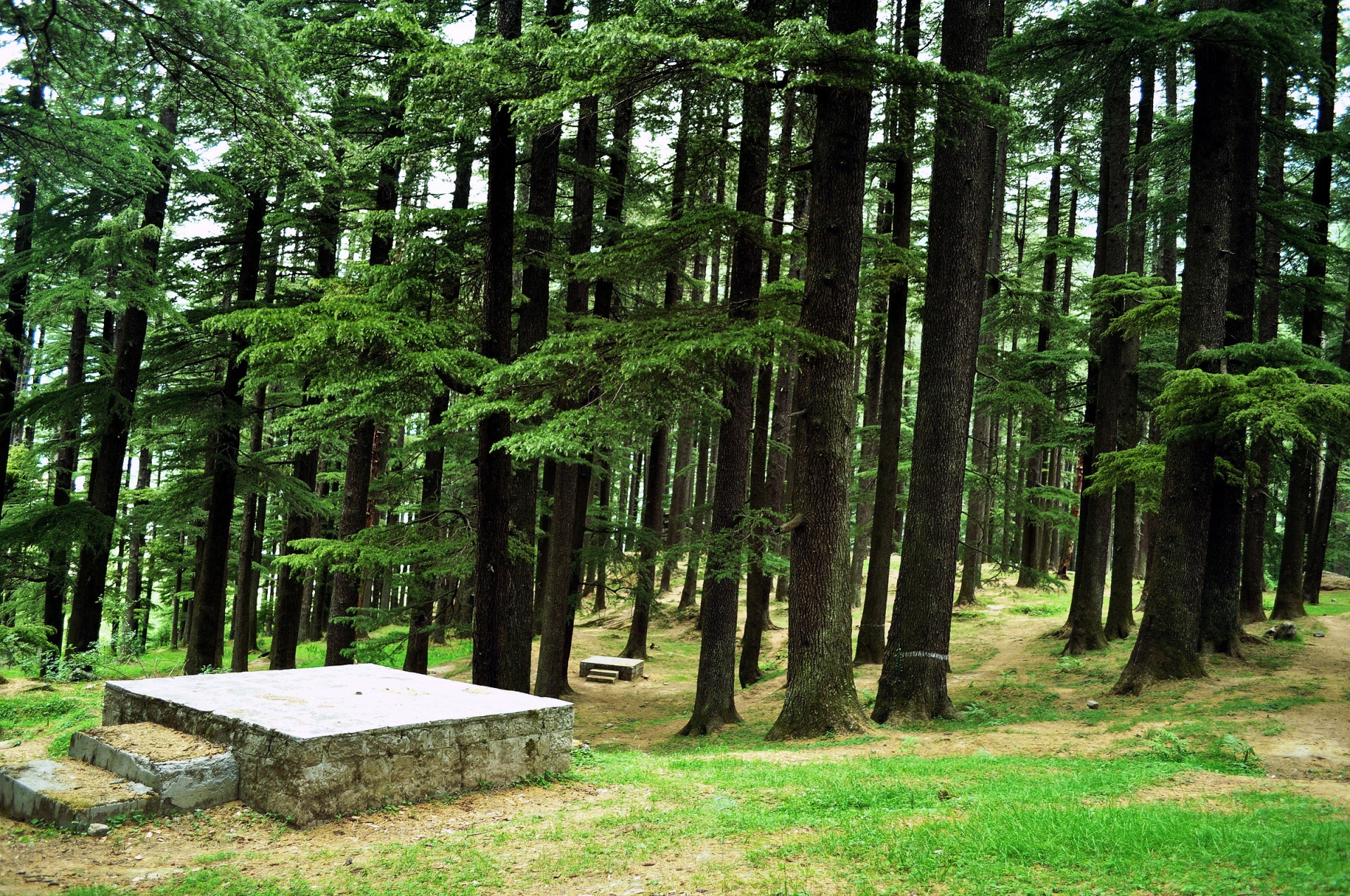 forest pine trees free photo