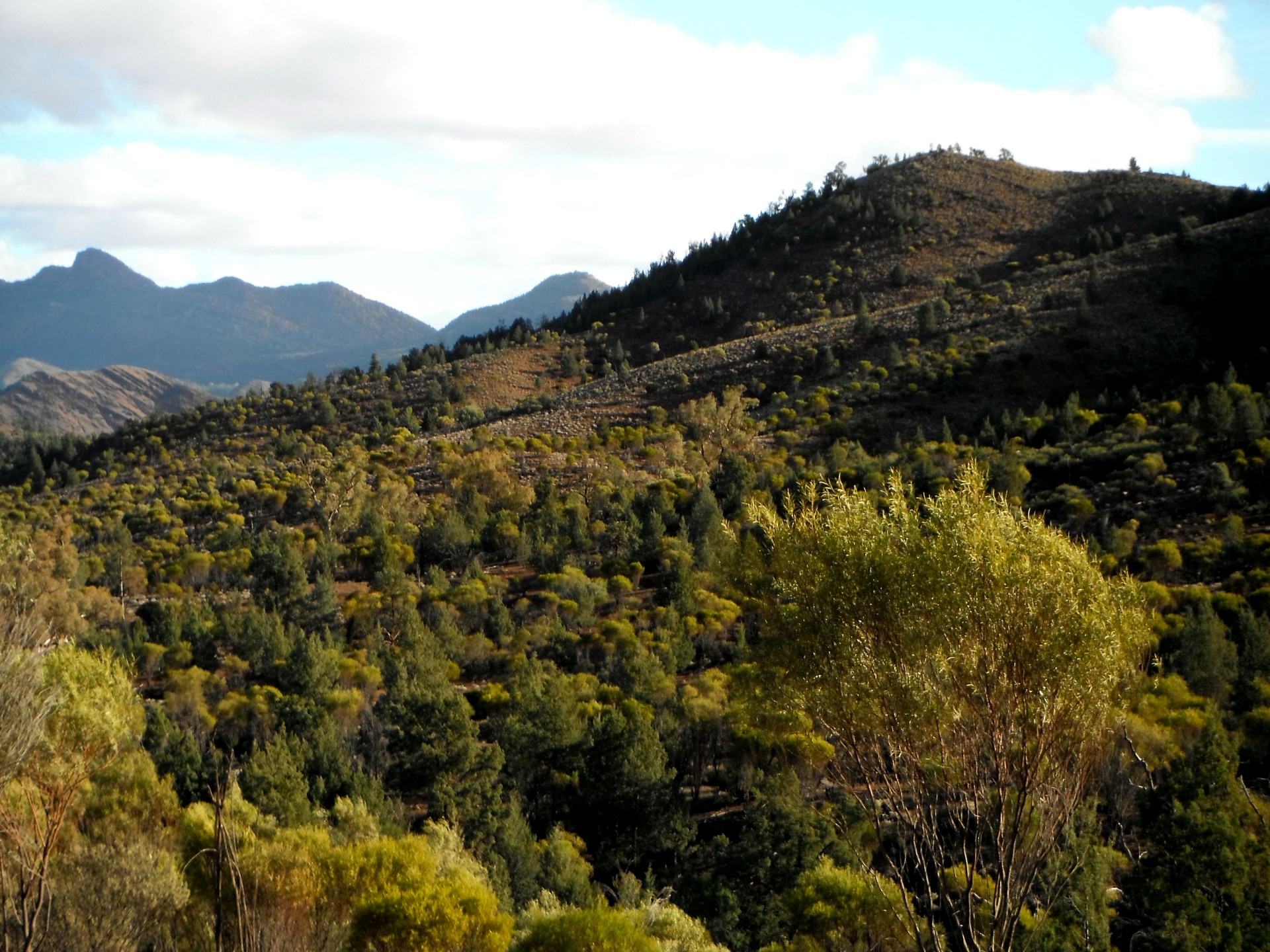 pine forest trees free photo