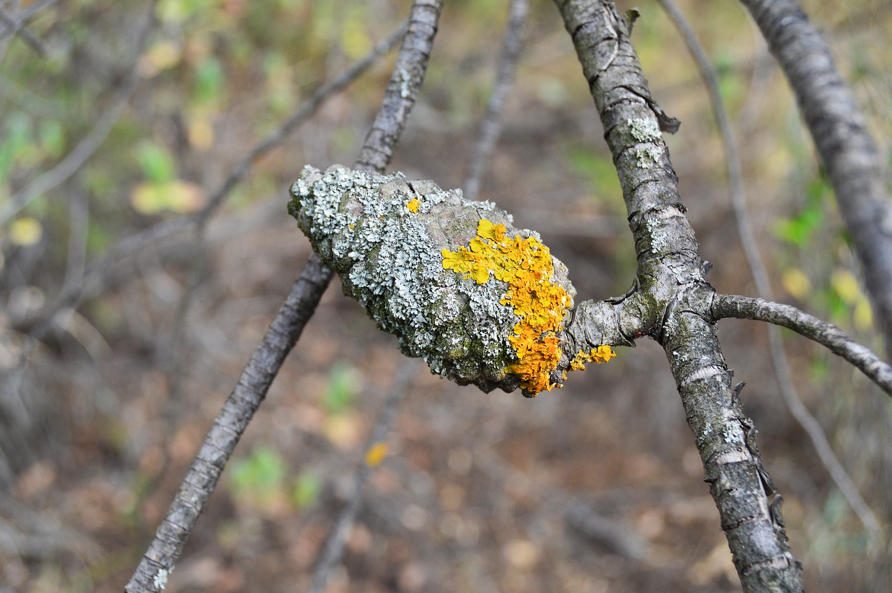 pine fruit pineapple with lichens nature free photo