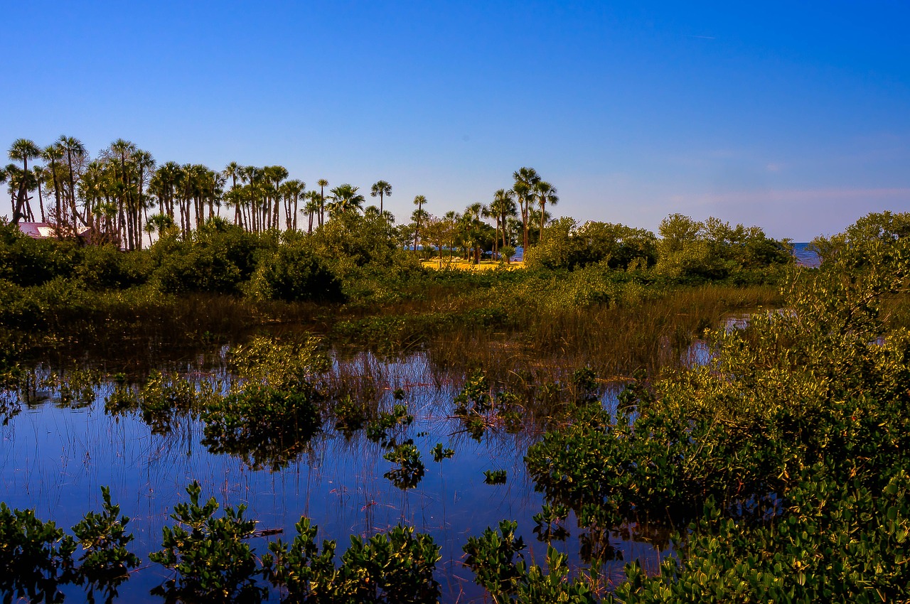 pine island florida marshlands free photo