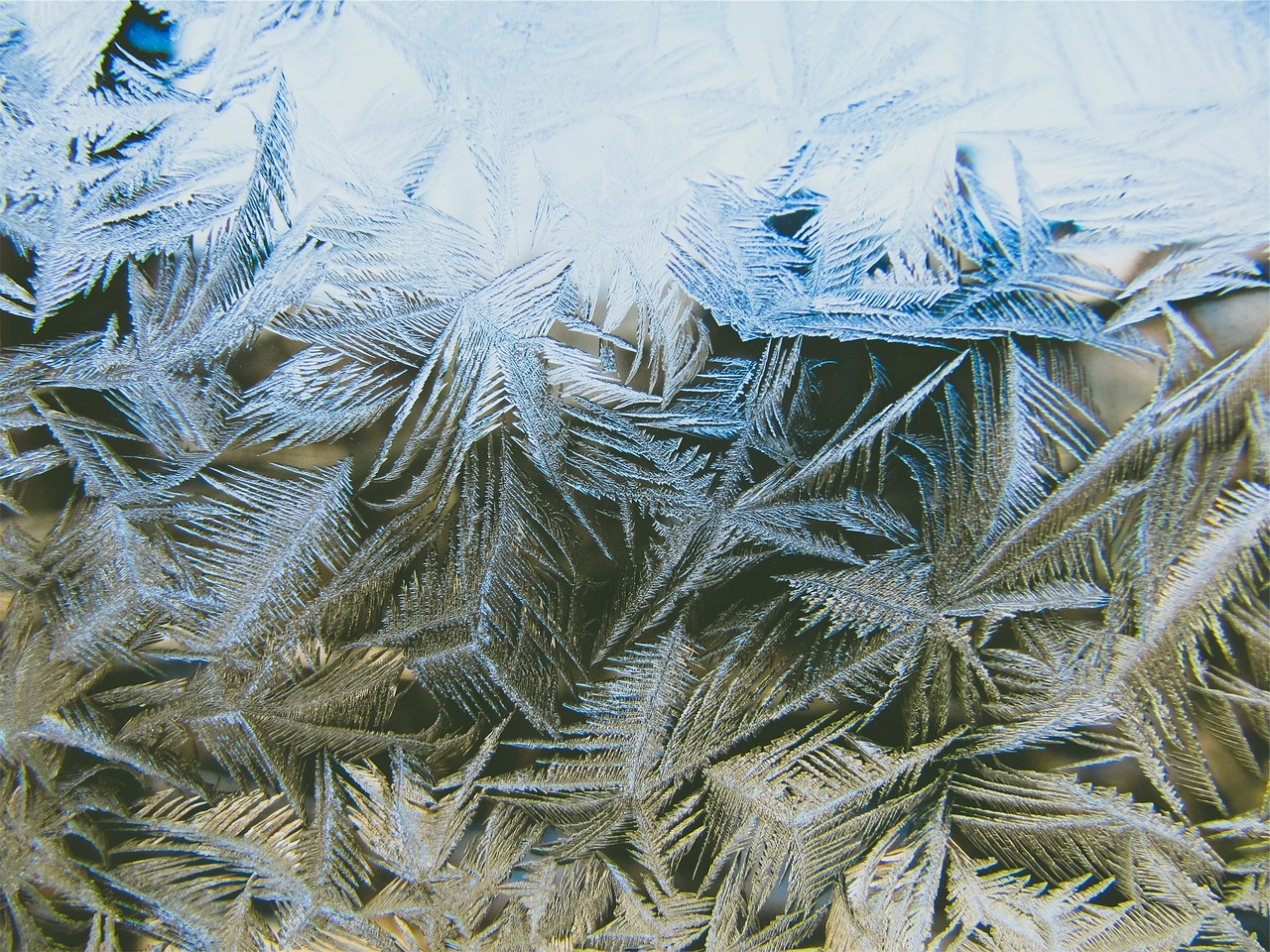 pine leaves frozen freezing free photo