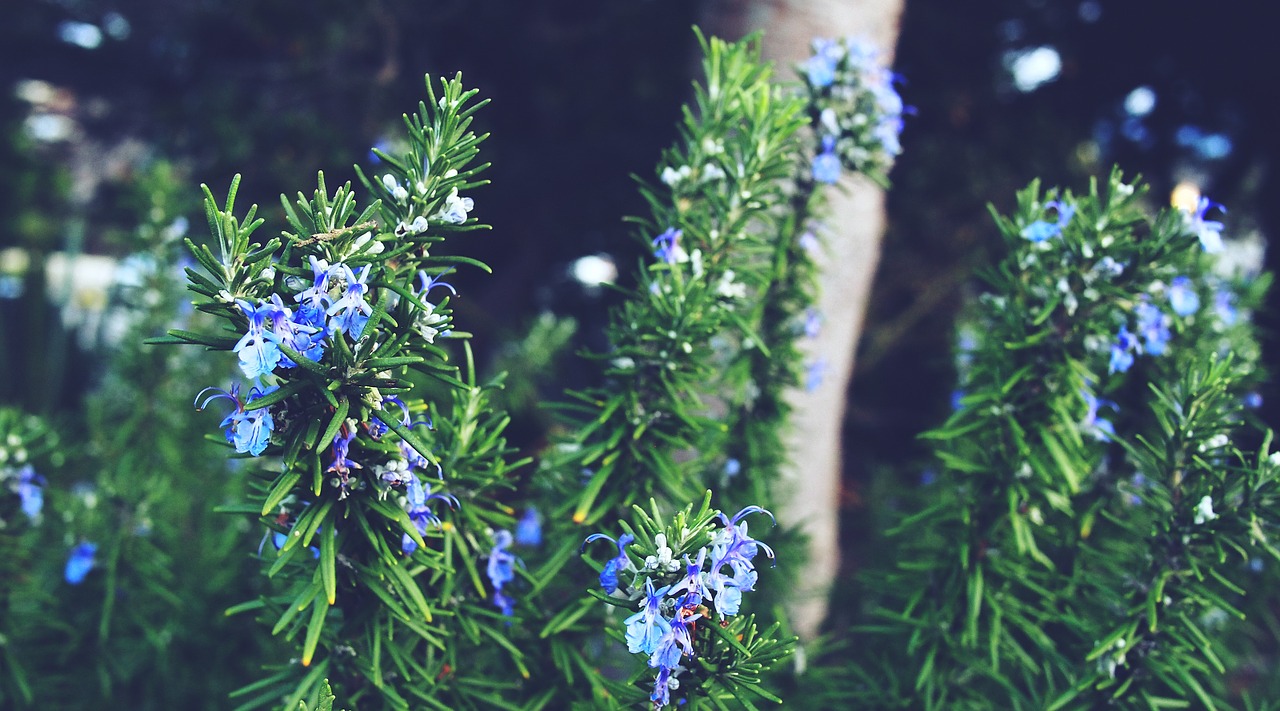 pine leaves flowers green free photo