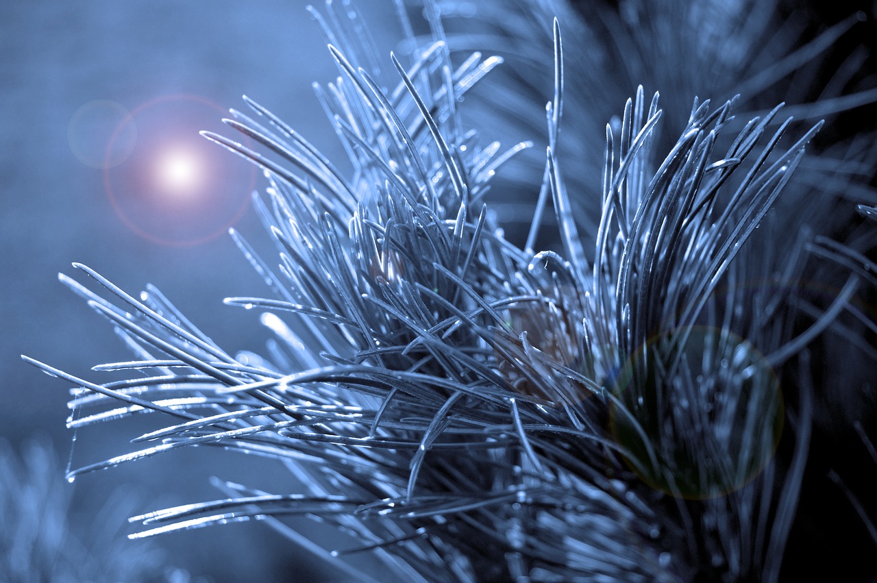 pine needle  pine branch  winter free photo