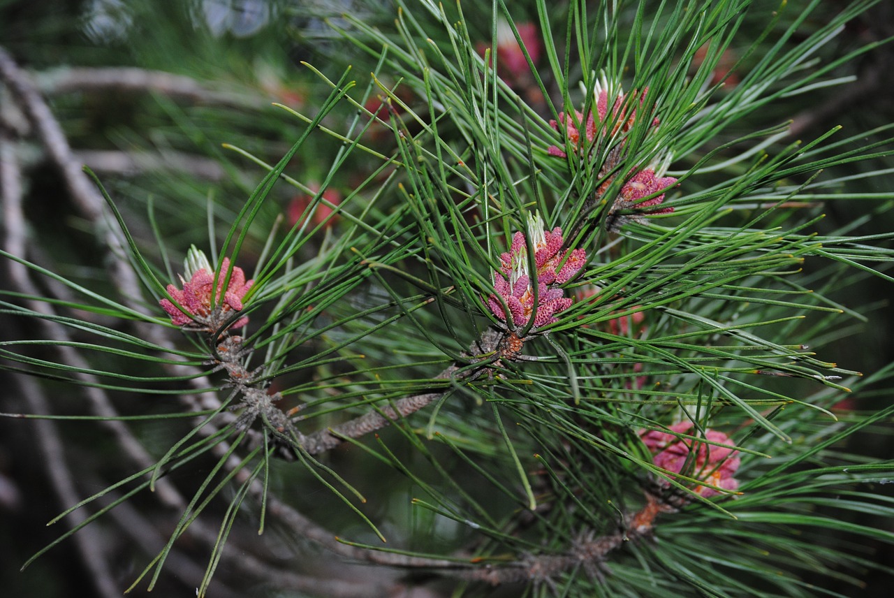 pine needle pine nature free photo