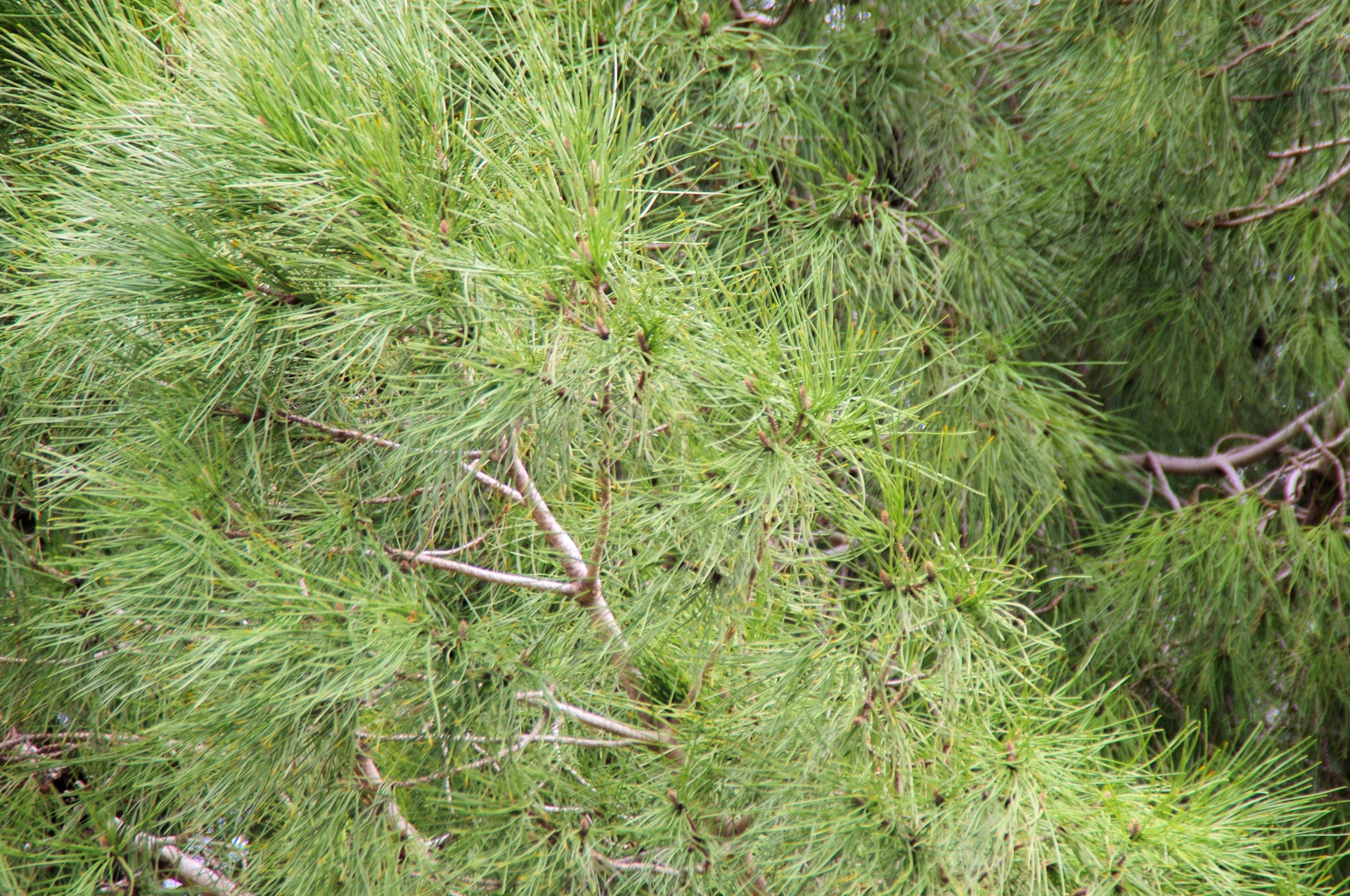 pine pinus conifer free photo