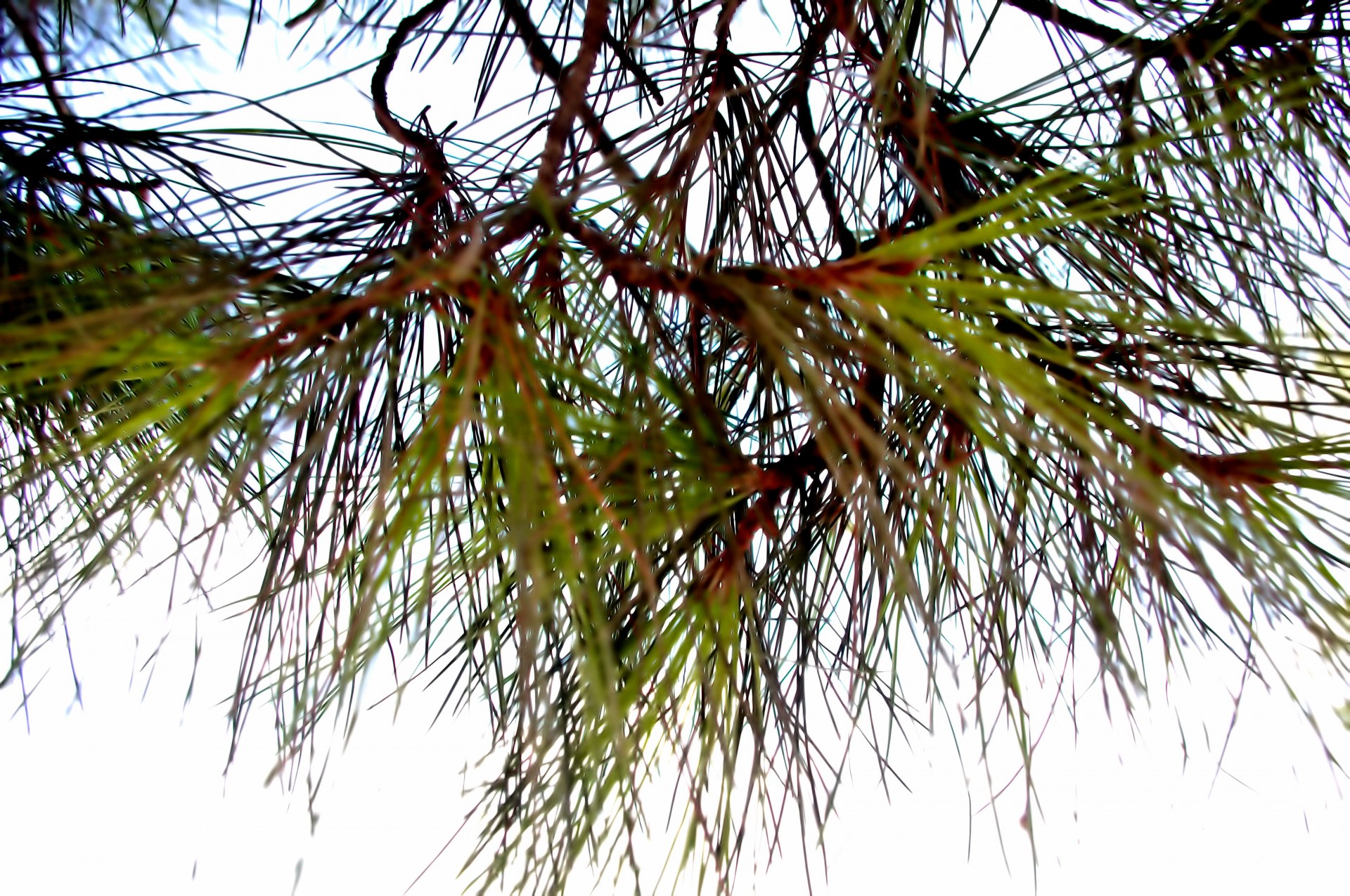 pine needle background free photo