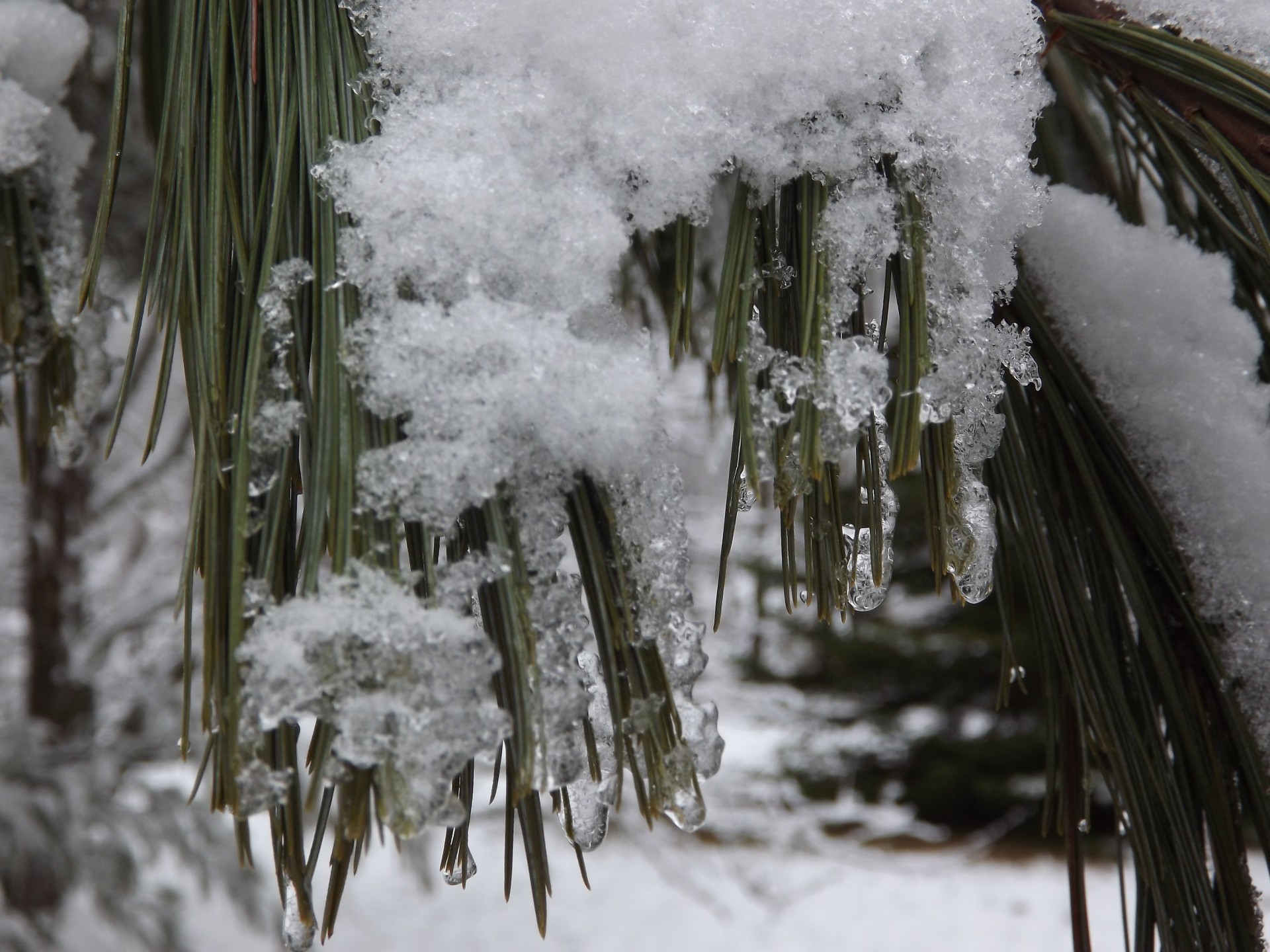 pine tree pine needles icicles free photo