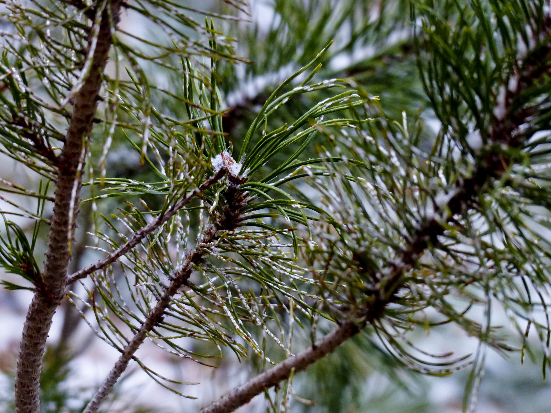 pine needle snow free photo