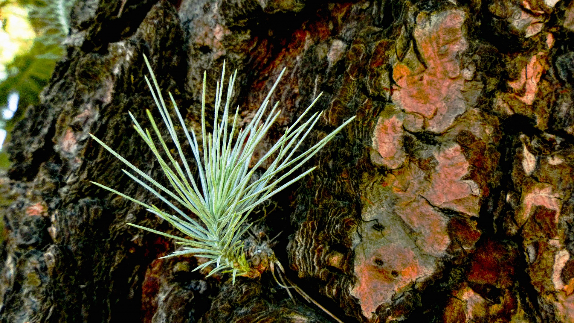 growth pine needle free photo