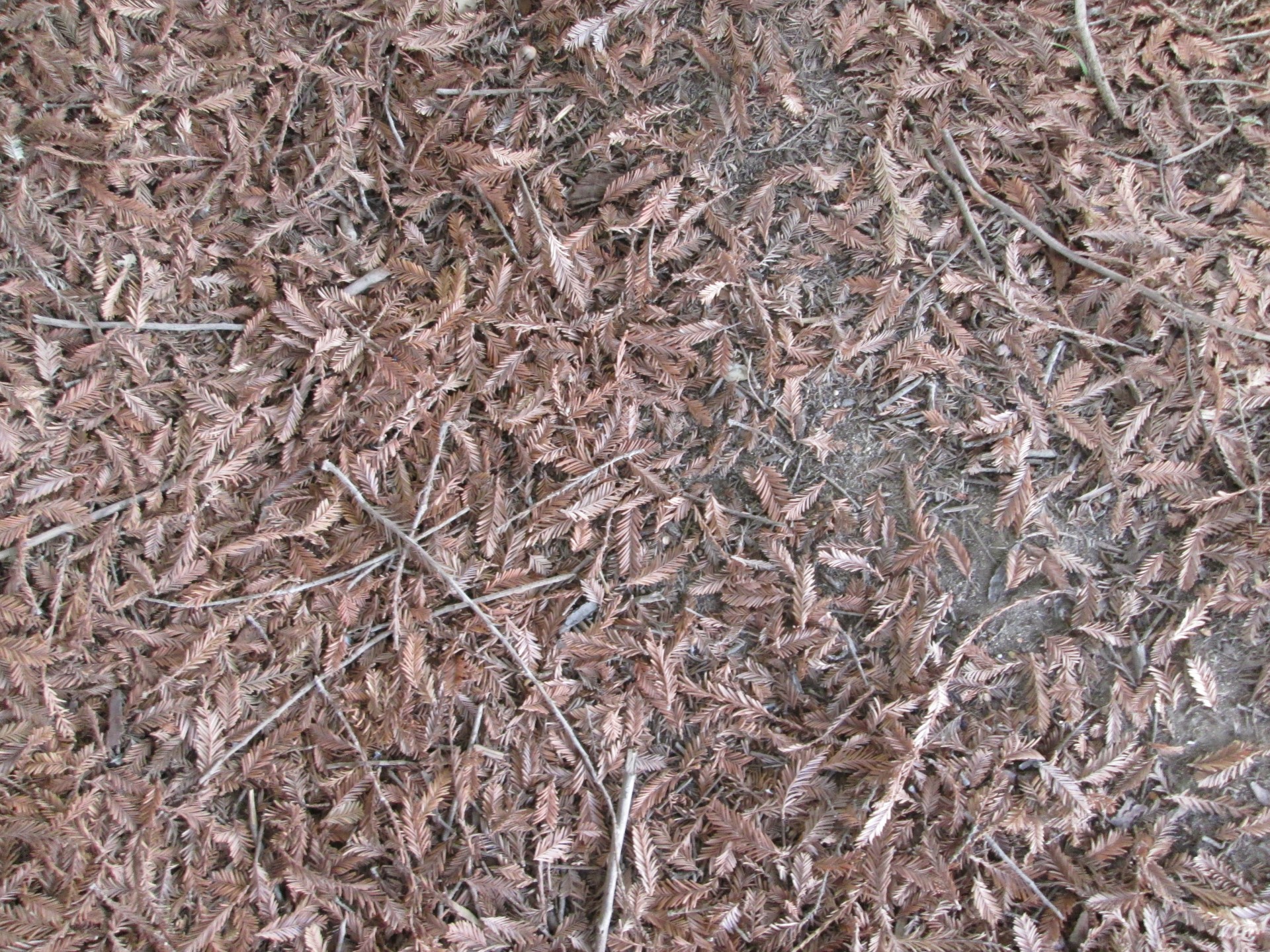 pine needles texture background free photo