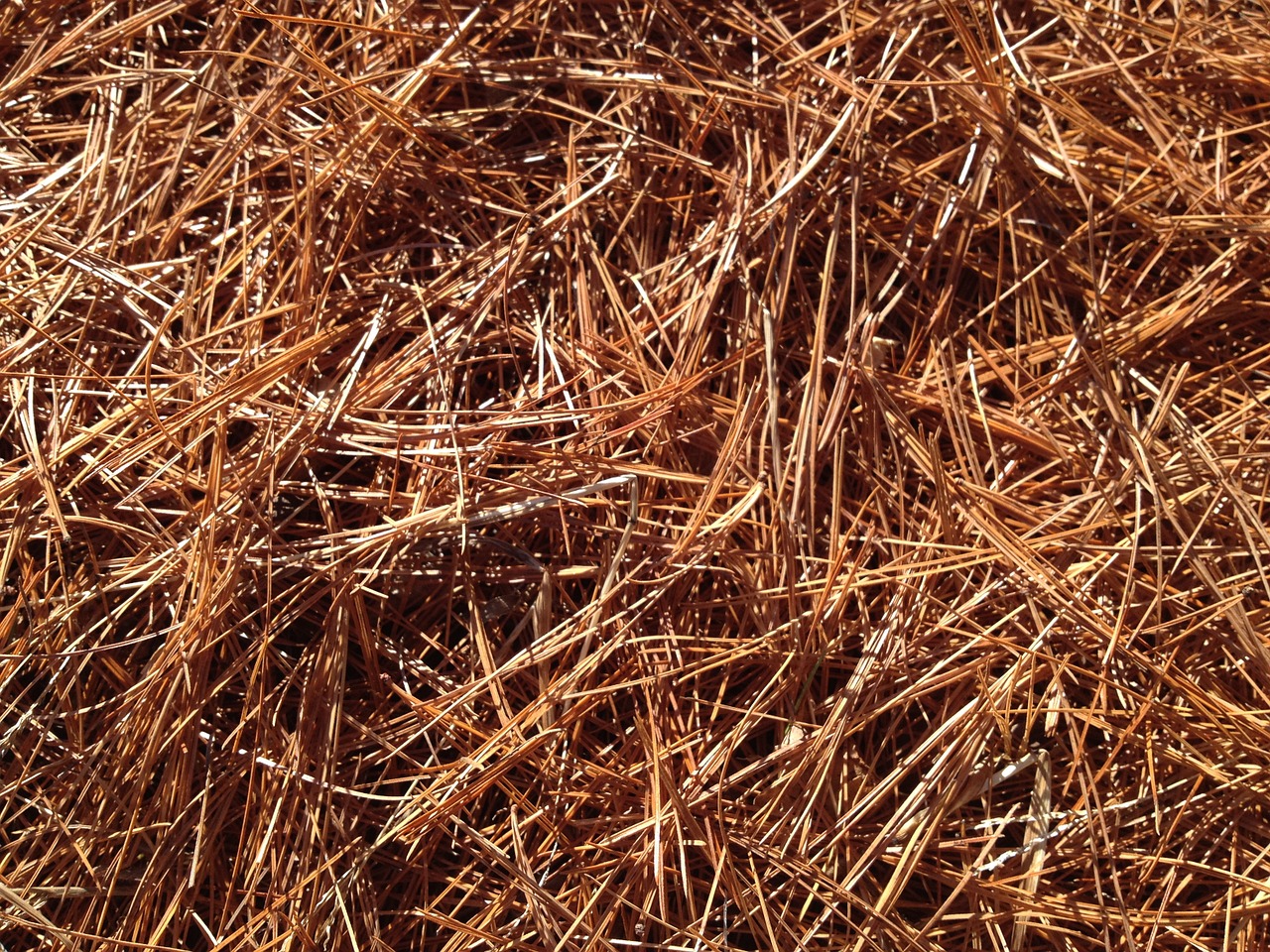 pine needles carpet fall free photo