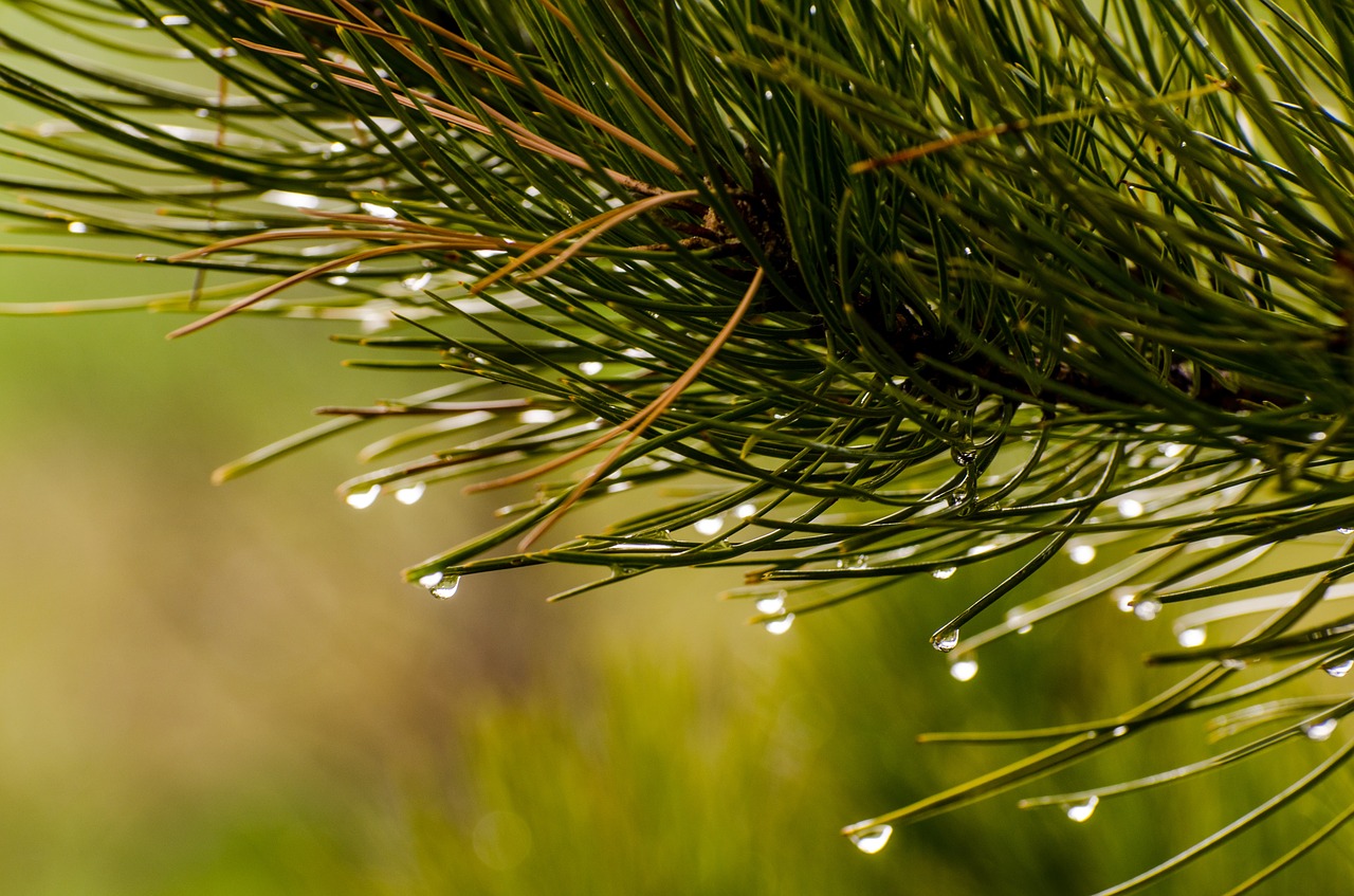 pine needles water drops droplets free photo