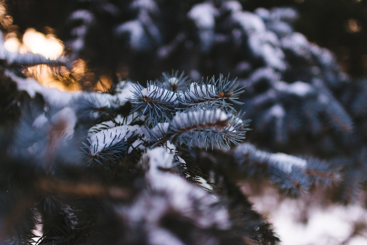 pine needles snow pine free photo