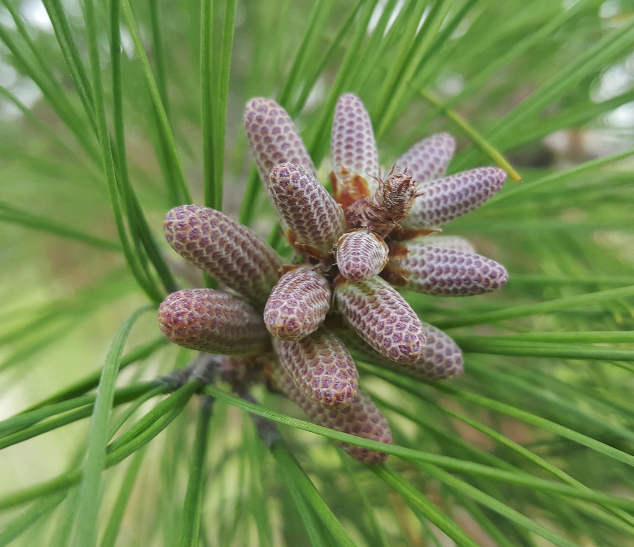 pine needles pine cones pine free photo