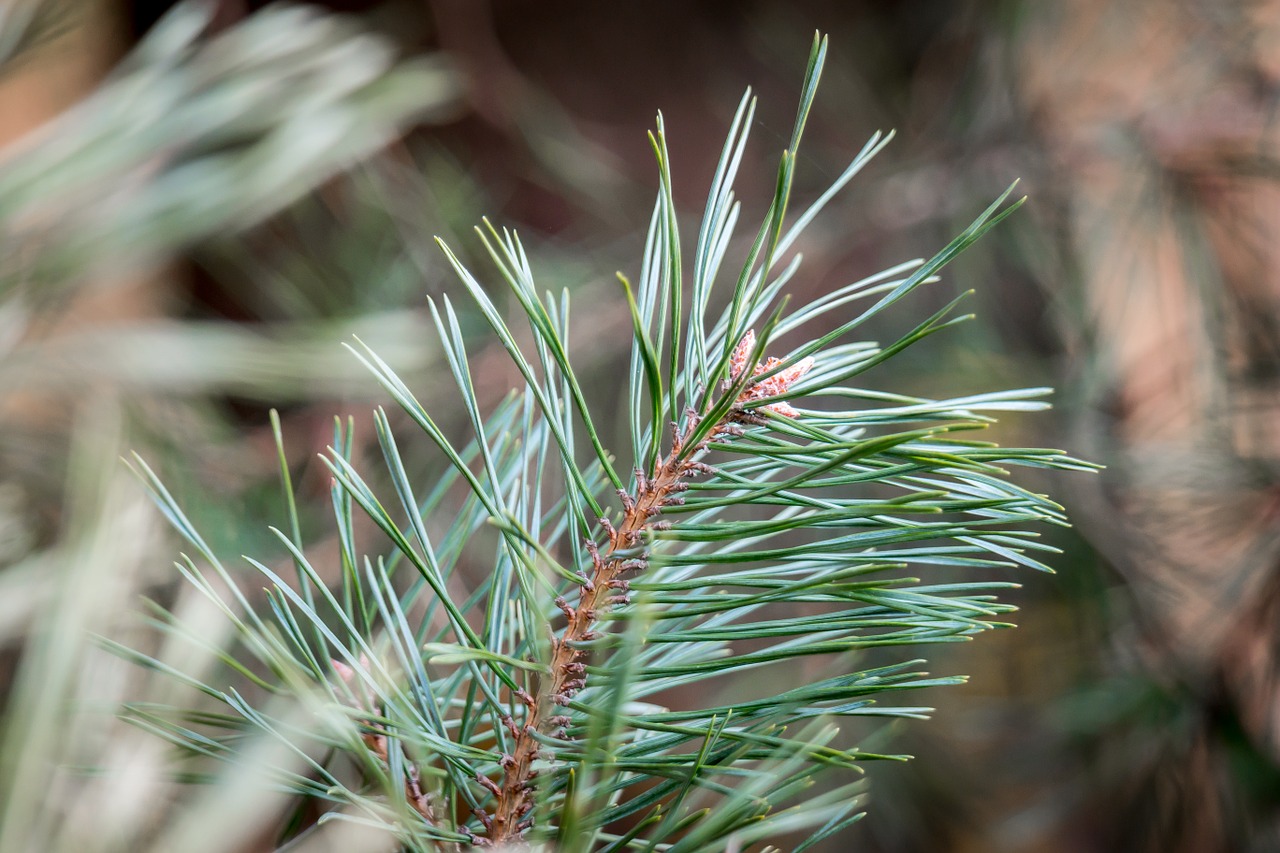 pine needles conifer pine free photo