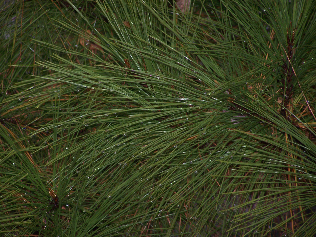 pine needles trees free photo