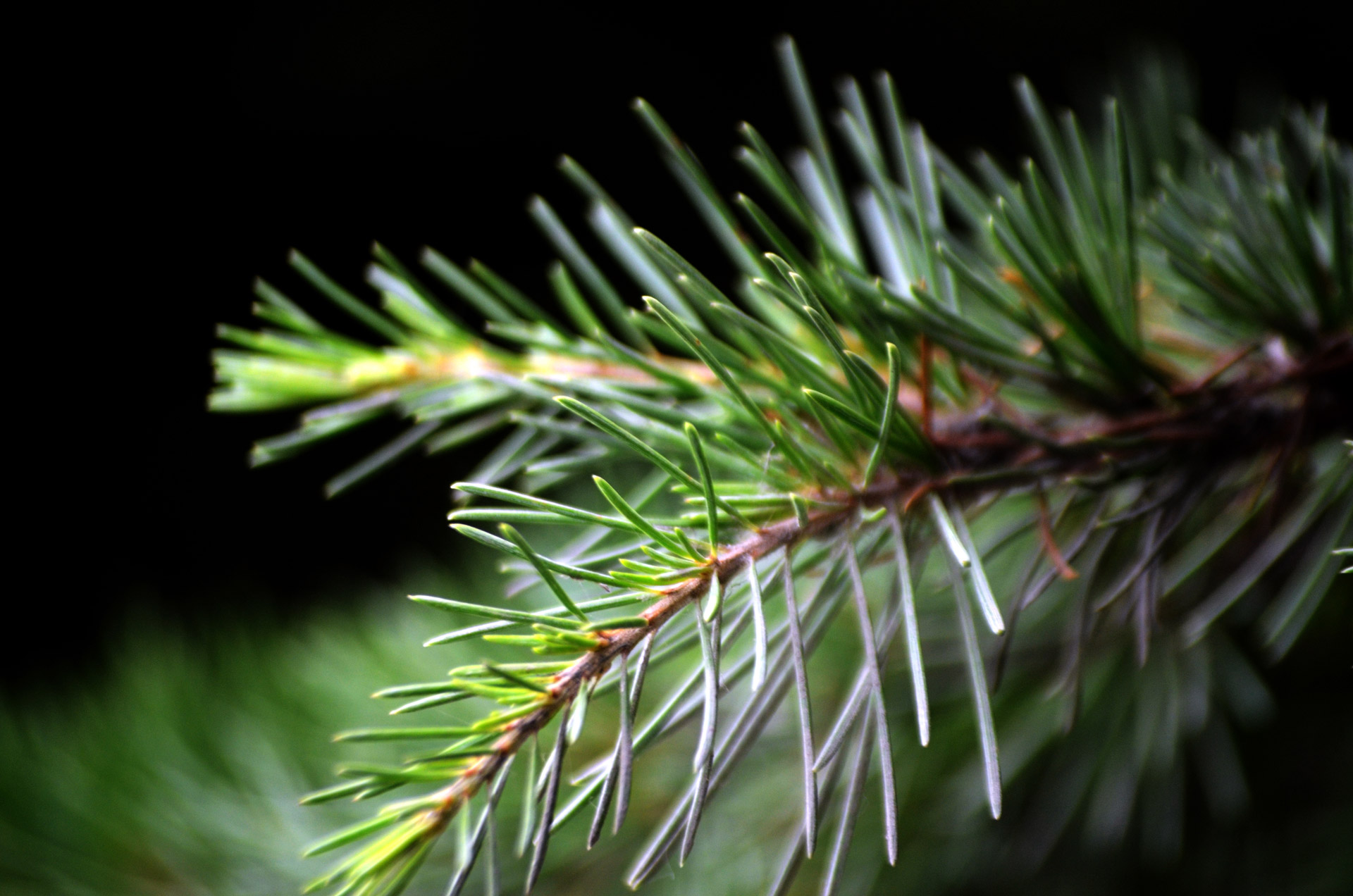 pine needle twig free photo