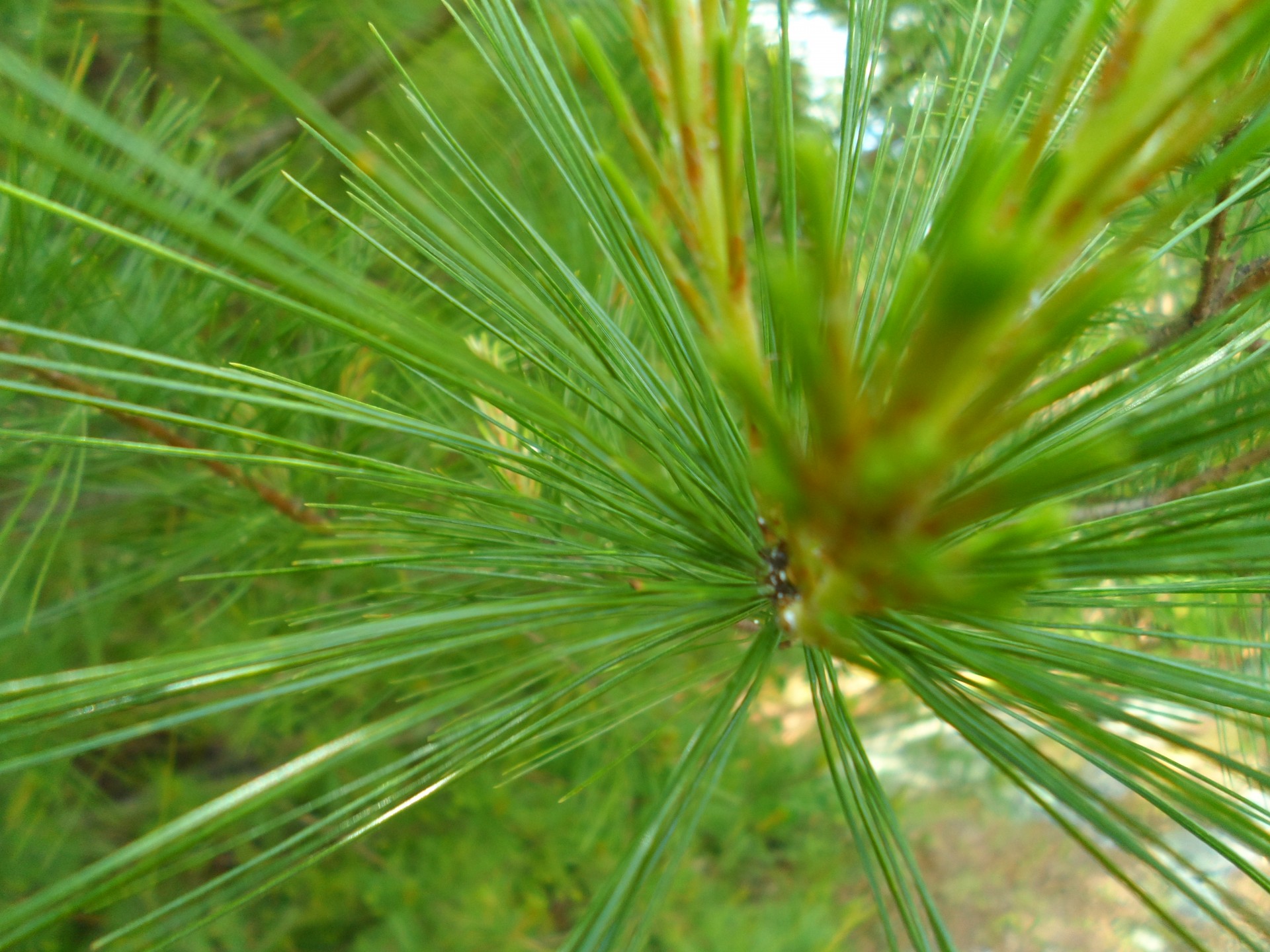 pine needles pine pine tree free photo