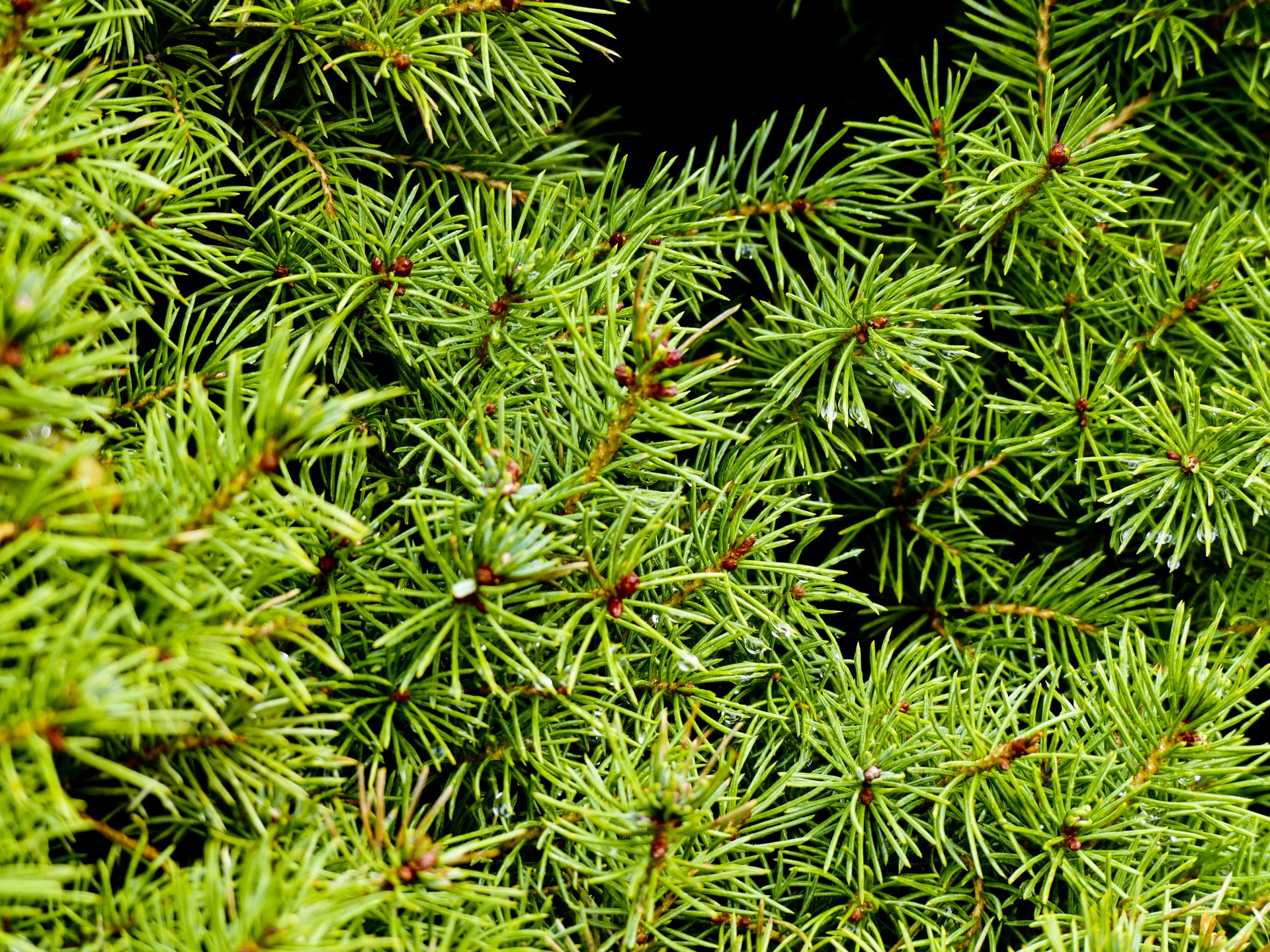 green pine needles free photo