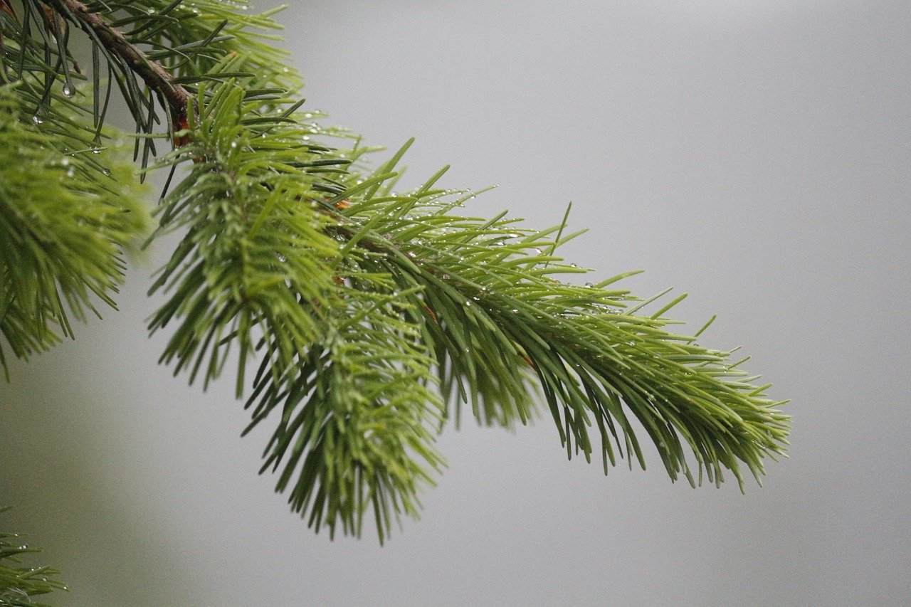 pine needles fir tannenzweig free photo