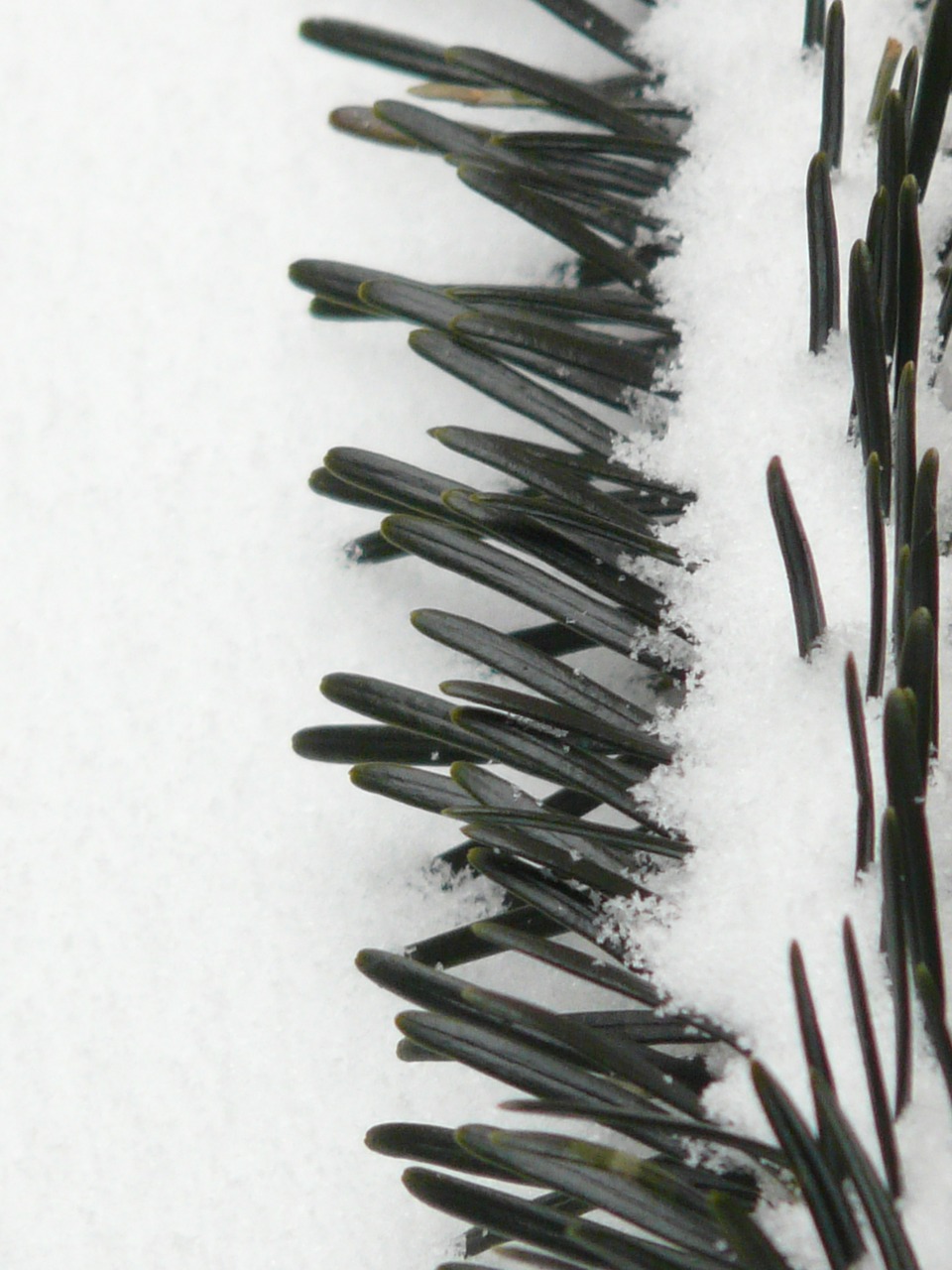 pine needles close tannenzweig free photo